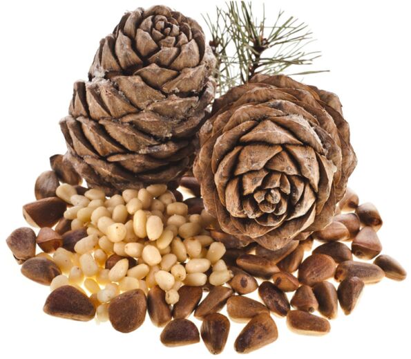 Pine nuts, the use of which helps solve power problems