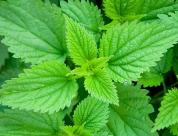 nettles to increase strength