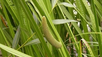 Air marshes to increase power